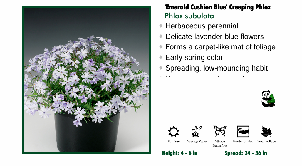 Phlox 'Emerald Cushion Blue' Creeping Phlox