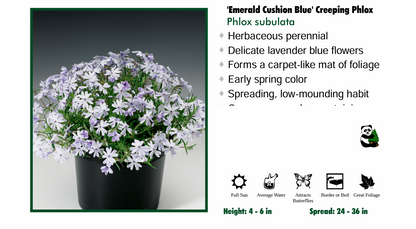 Phlox 'Emerald Cushion Blue' Creeping Phlox