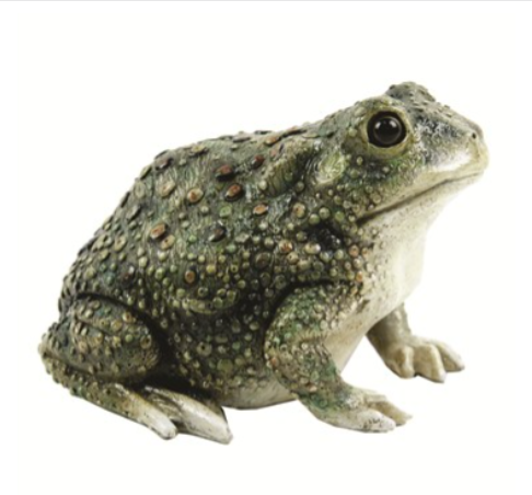 Texas Toad