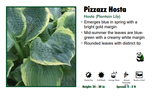 Hosta 'Pizzazz'