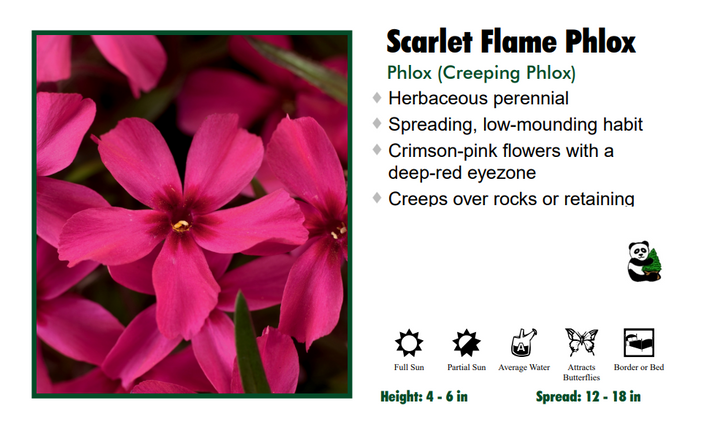 Phlox ‘Scarlet Flame’ Creeping Phlox