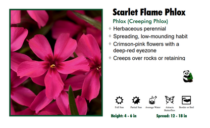 Phlox ‘Scarlet Flame’ Creeping Phlox