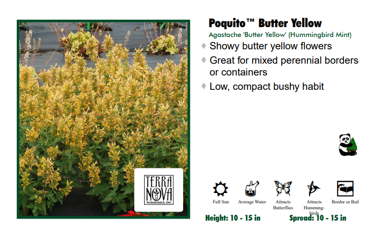 Anise Hyssop "Poquito Butter Yellow" Agastache
