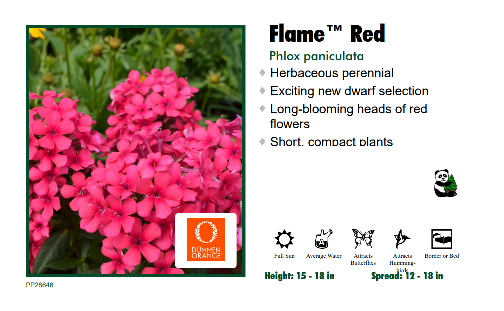 Phlox 'Flame Red' Tall Garden Phlox
