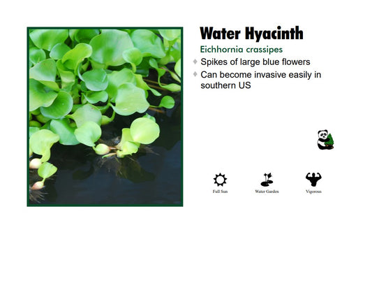 WATER HYACINTH