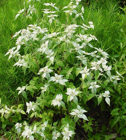 Pycnathemum Muticum (Clustered Mountain Mint)