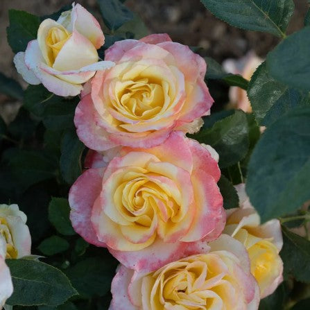 Rose - Make Me Blush Hybrid Tea