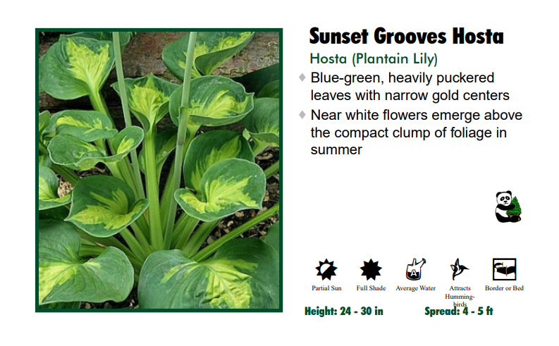 Hosta 'Sunset Grooves'