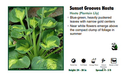 Hosta 'Sunset Grooves'