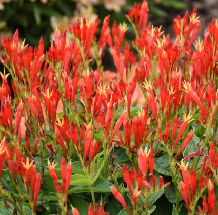 Spigelia 'Ragin Cajun' Indian Pink