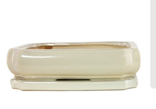 8" Bonsai Indoor Planter with Saucer