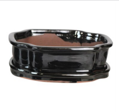 8" Bonsai Indoor Planter with Saucer