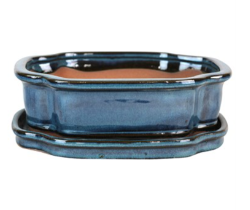 8" Bonsai Indoor Planter with Saucer