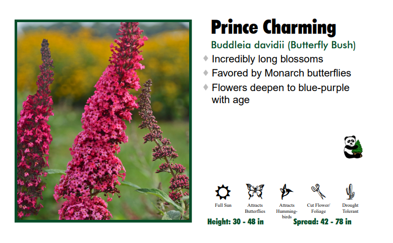 Butterfly Bush - Prince Charming