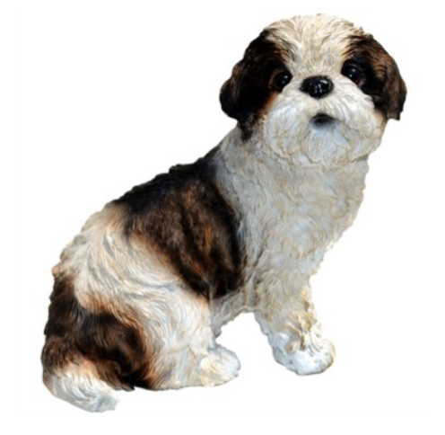 "Sue" - Shih Tzu