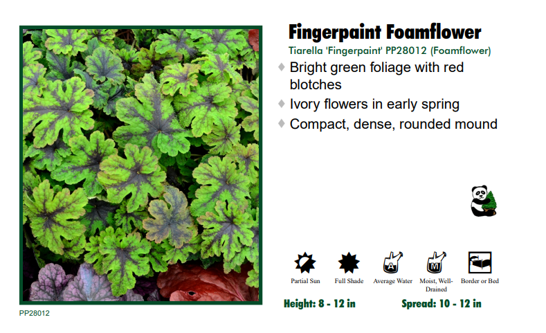 Tiarella 'Fingerpaint' Foam Flower