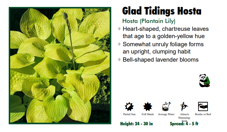 Hosta 'Glad Tidings'