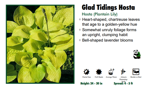 Hosta 'Glad Tidings'