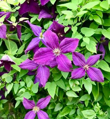 Clematis 'Viticella Polish Spirit'