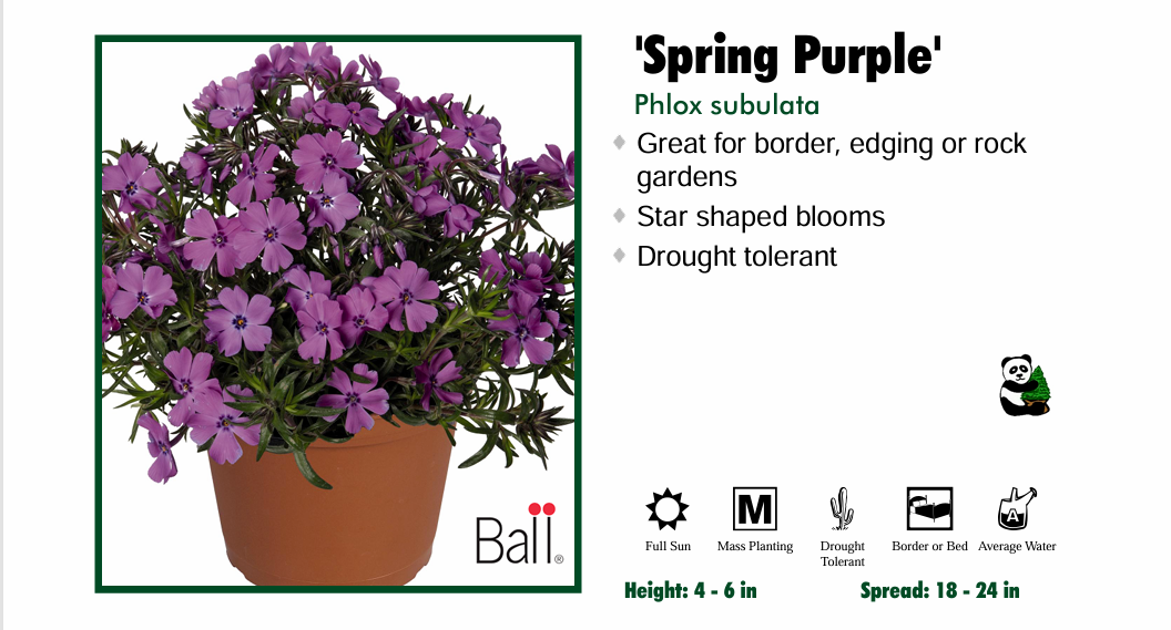 Phlox 'Spring Purple' Creeping Phlox