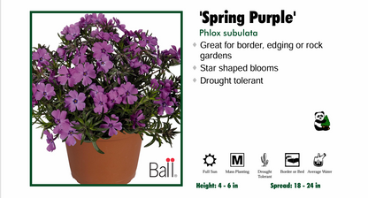 Phlox 'Spring Purple' Creeping Phlox