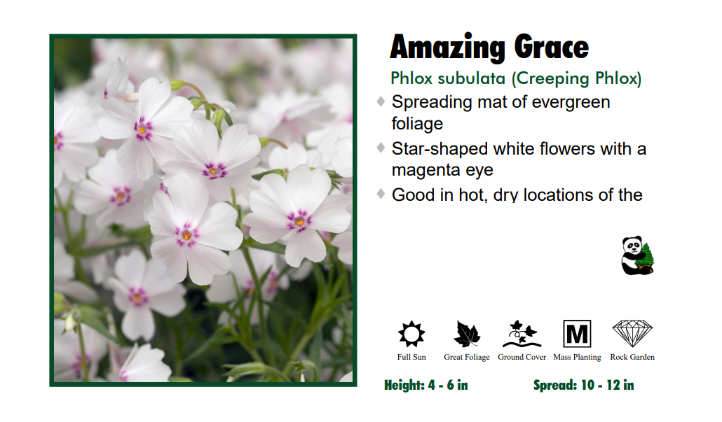 Phlox 'Amazing Grace' Creeping Phlox