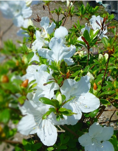Azalea - Girard Pleasant White