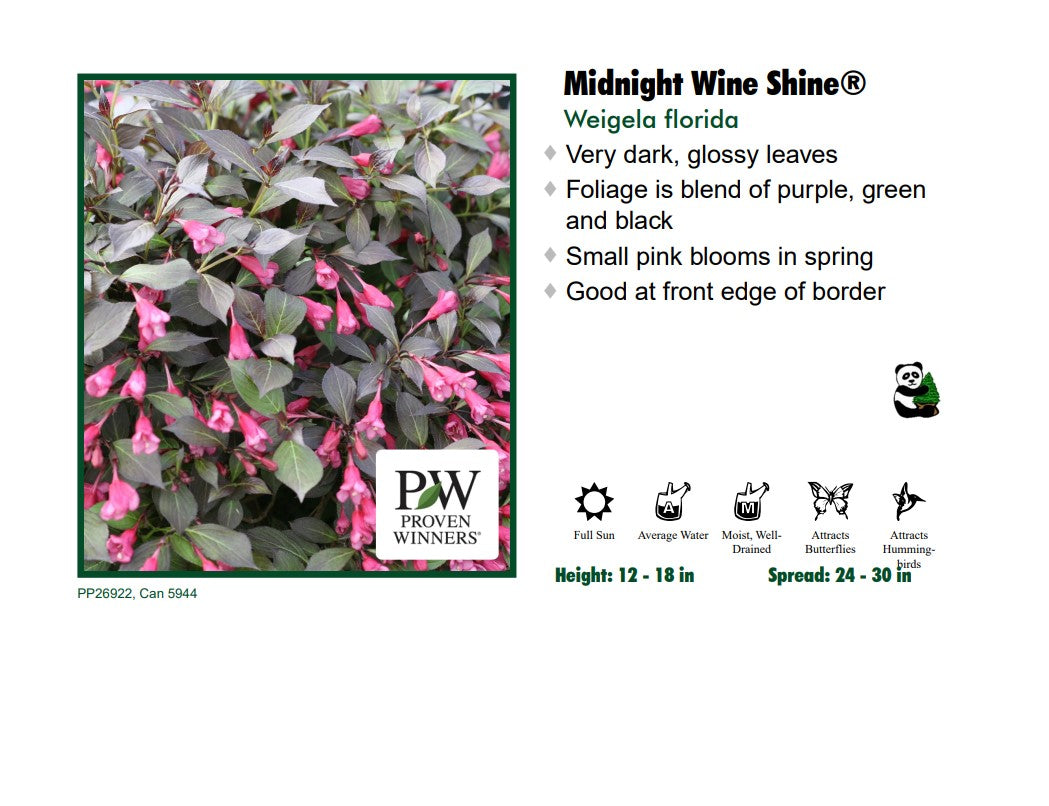 Weigela - Midnight Wine Shine