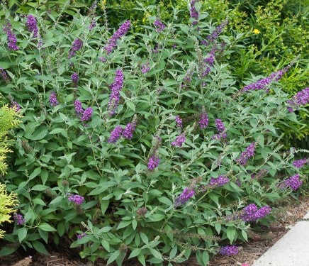Butterfly Bush - Miss Violet