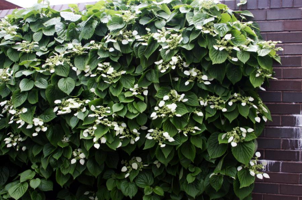 Climbing Hydrangea