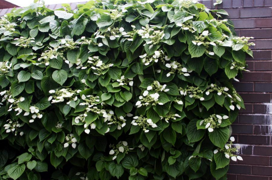 Climbing Hydrangea