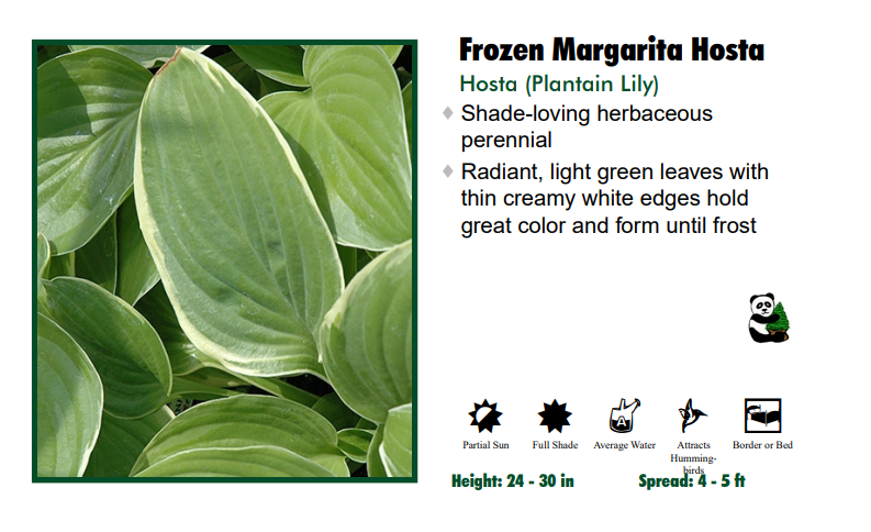 Hosta 'Frozen Margarita'
