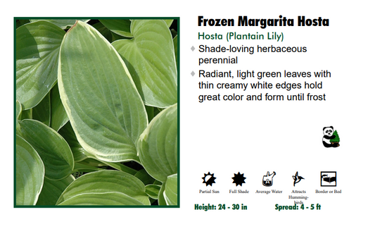 Hosta 'Frozen Margarita'