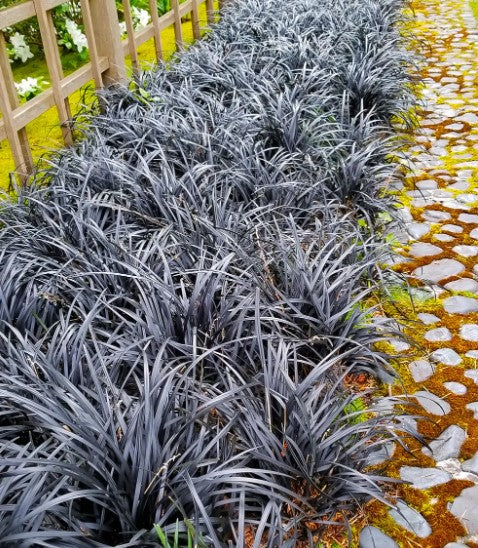 Grass - Black Beard Mondo