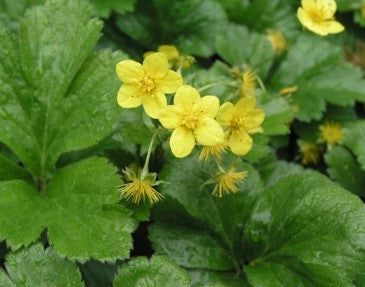 Waldsteinia (Fragariodes)