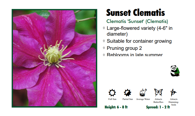 Clematis 'Sunset'