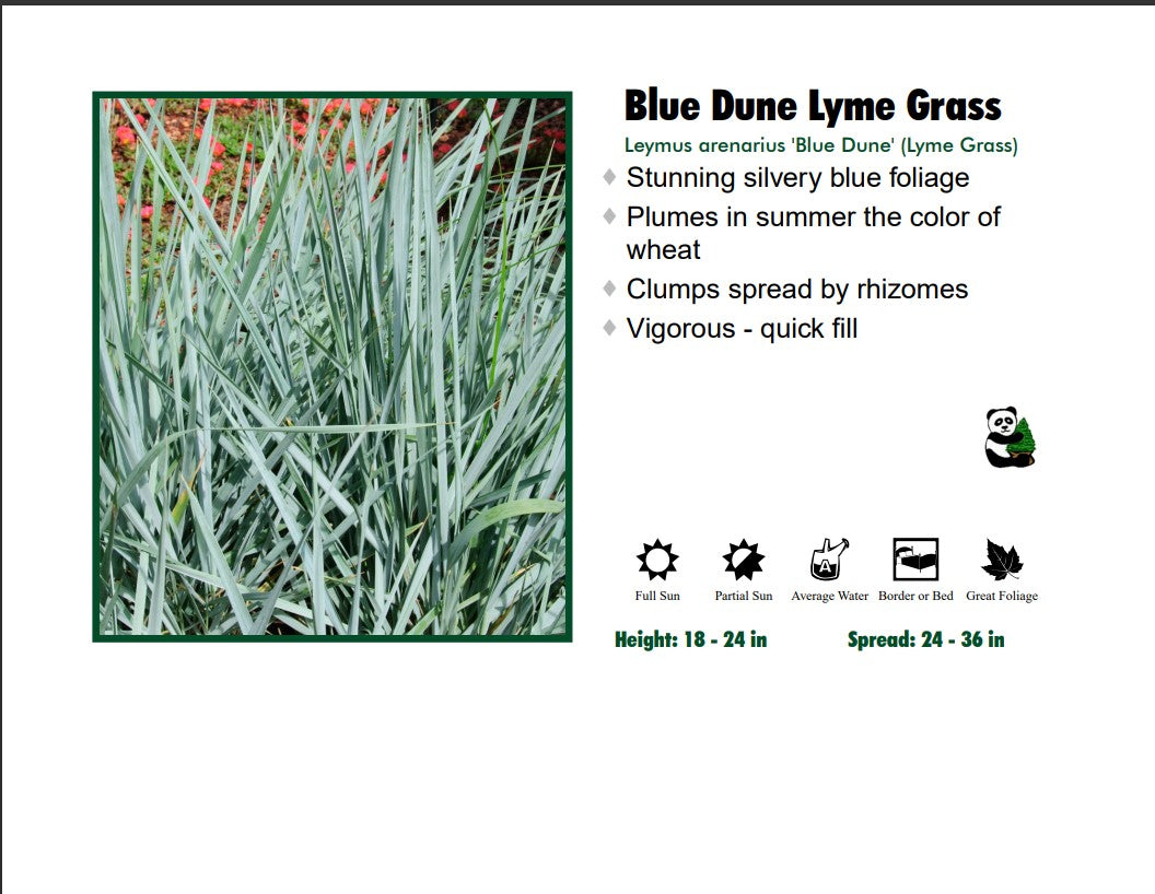 Grass - Blue Dune Lyme