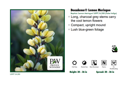 Baptisia 'Lemon Meringue' False Indigo