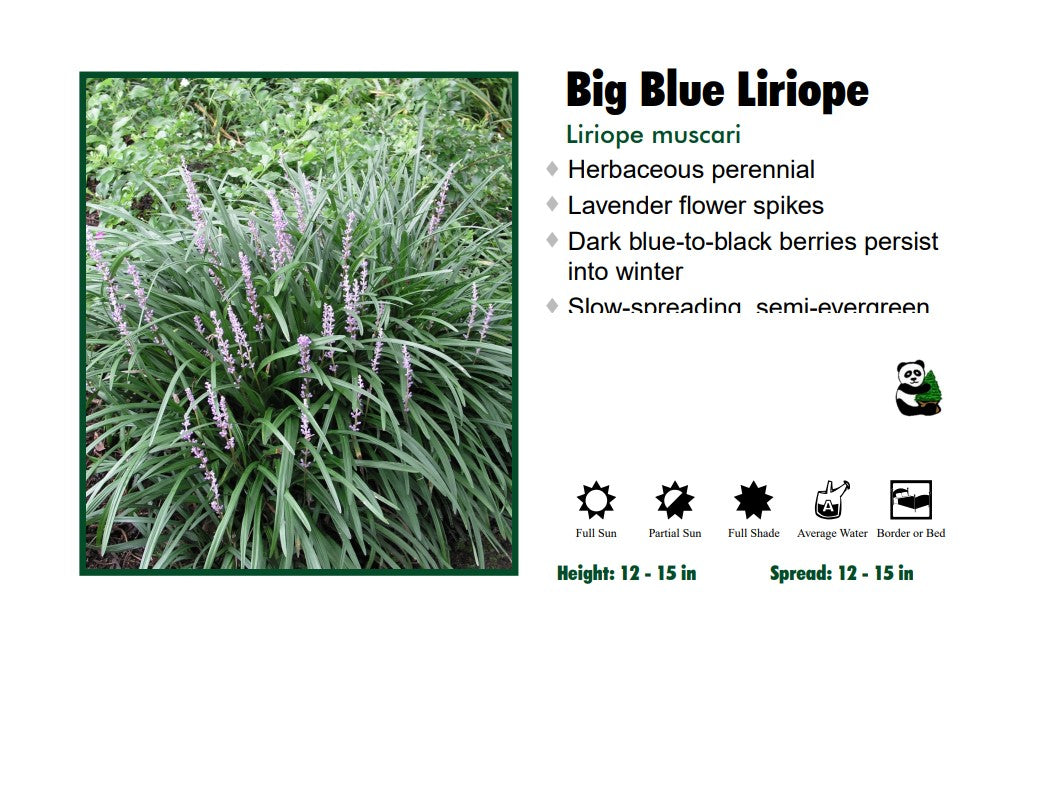 Liriope - Lily Turf Big Blue