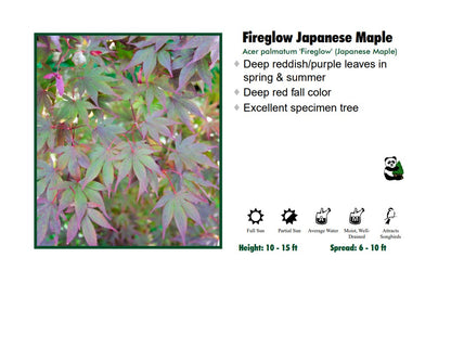 Japanese Maple - Fire Glow