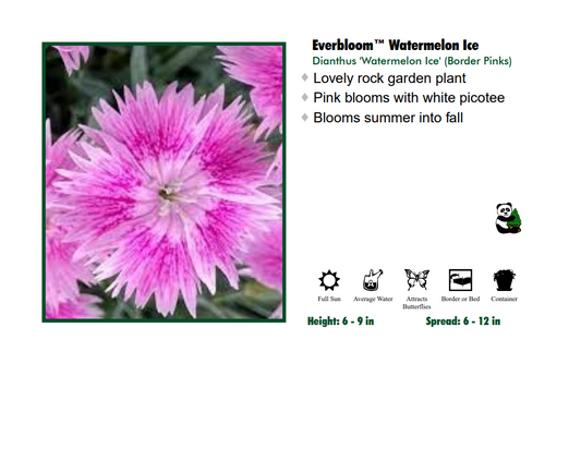 Dianthus 'Watermelon Ice' Garden Pinks