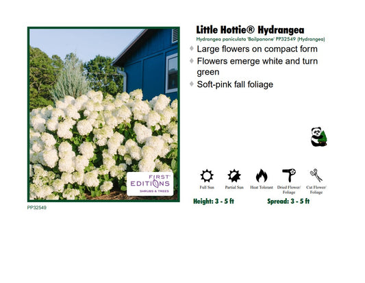 Hydrangea - Little Hottie