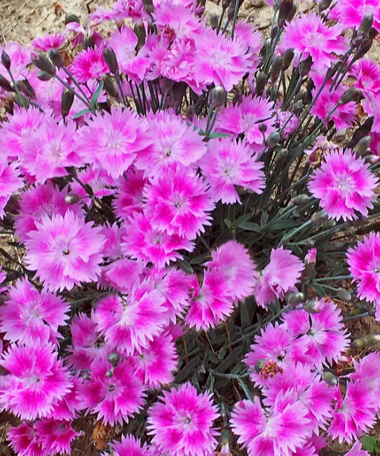 Dianthus 'Watermelon Ice' Garden Pinks