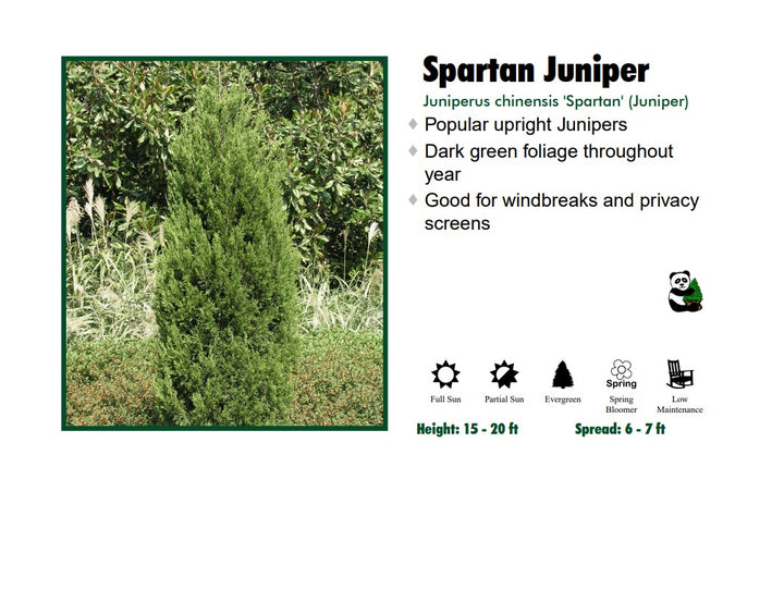 Juniper - Spartan Columnar