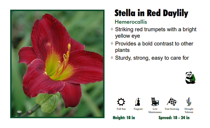 Hemerocallis "Stella in Red" Daylily