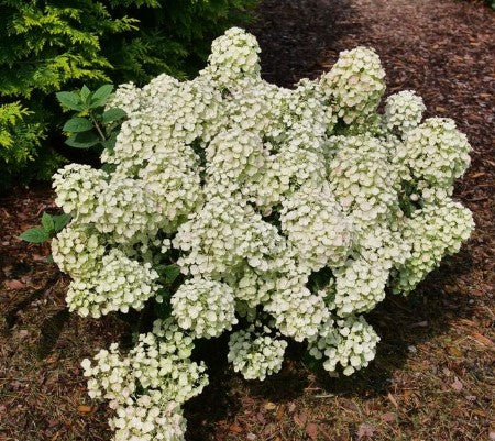 Hydrangea - Tiny Quick Fire