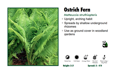 Fern Ostrich