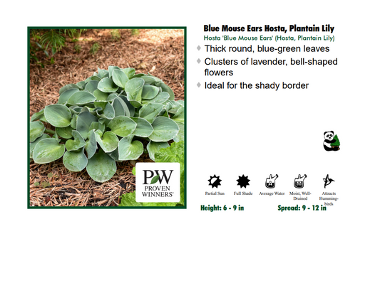 Hosta - Blue Mouse Ears