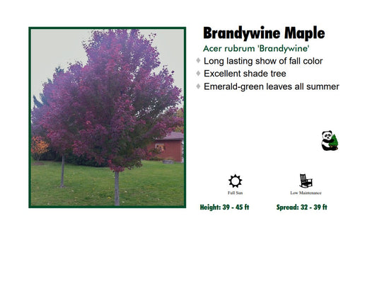 Maple - Brandywine Special Purchase