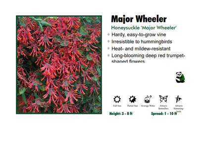 Honeysuckle - Major Wheeler Red